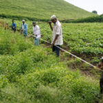 Community Development NGO